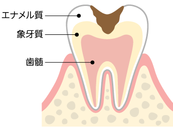 歯の構造